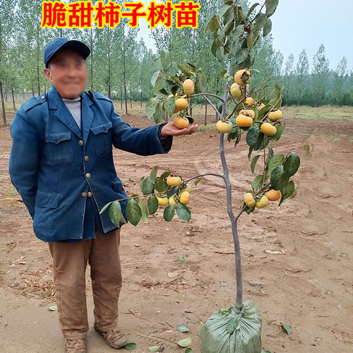 特大脆甜柿子树果苗庭院果树盆栽地栽火晶太秋南北方种植柿子苗树 - 图1