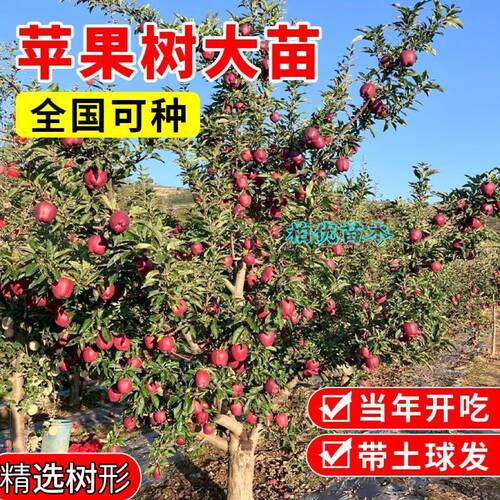 特大苹果树果苗冰糖心红富士花牛庭院果树苗北方南方种植苹果树苗 - 图0