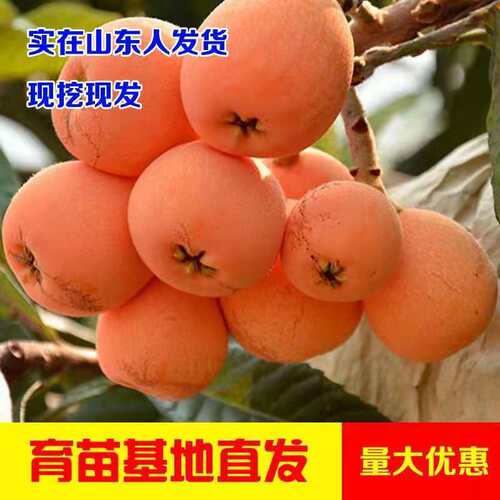 特大无核枇杷苗树砂糖大五星果树苗嫁接枇杷苗南北方种植当年结果 - 图1