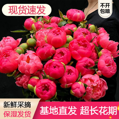 顺丰-落日珊瑚芍药鲜花进口芍药花卉夏威夷珊瑚粉变色珊瑚3月底发 - 图1