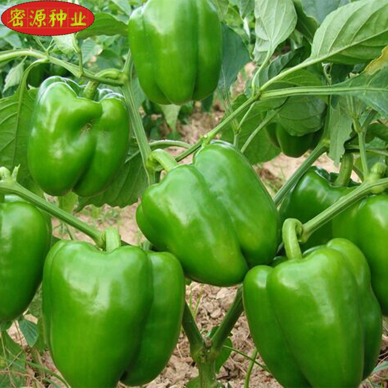 厚肉甜椒种子厚肉灯笼青椒辣椒菜椒籽种苗高产春秋季农家蔬菜种孑,淘宝优惠券,粉丝福利购,淘宝优惠卷