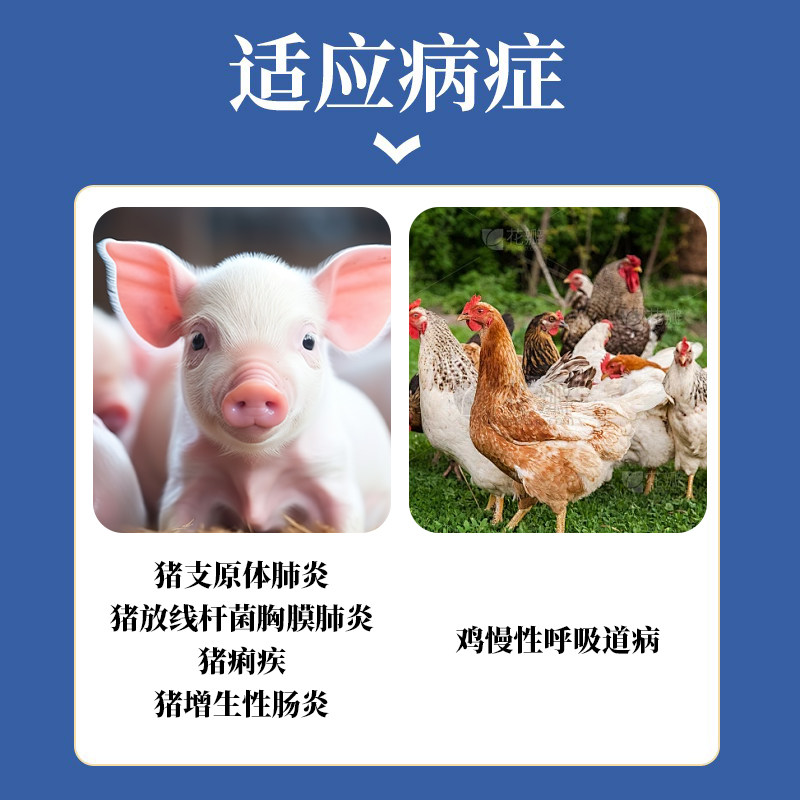 泰妙菌素兽用可溶性粉素支原净延胡索酸鸡猪呼吸道疾病肺炎