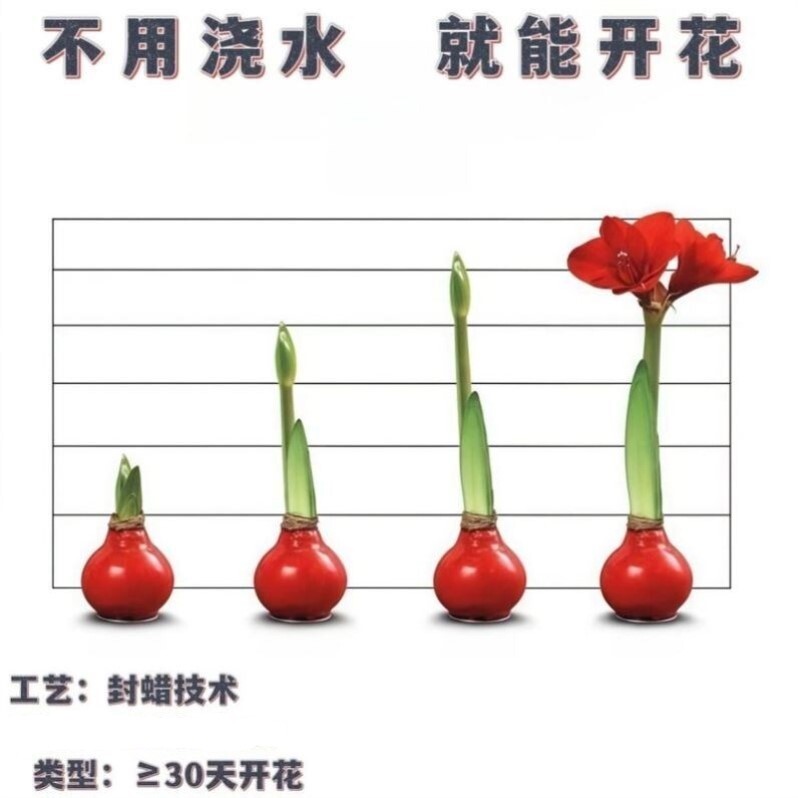 朱顶红蜡球好运封冬礼品开花蜡球客厅办公创意植物年宵花卉,淘宝优惠券,粉丝福利购,淘宝优惠卷