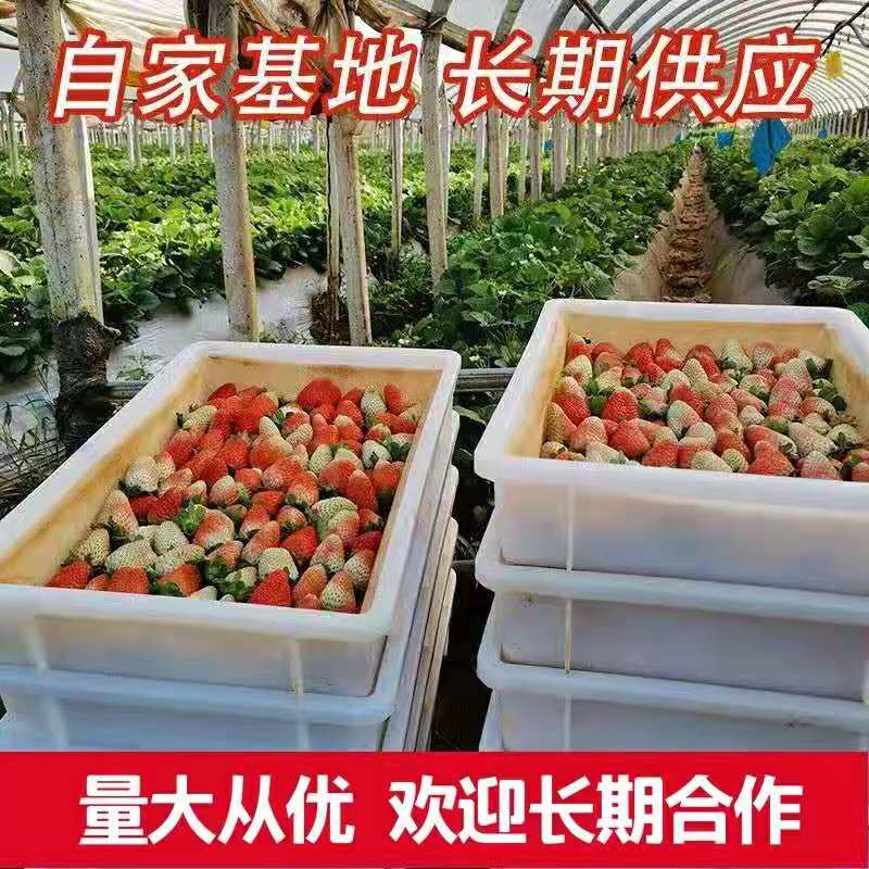 云南草莓新鲜四季大草莓商用10斤散装基地直发茶饮现货烘焙烧仙草 - 图0