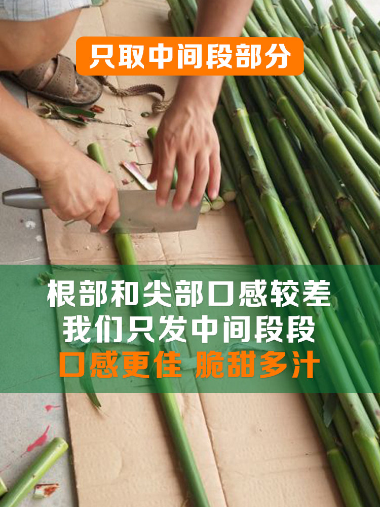 崇明甜芦粟,芦稷,南通_大山谷图库