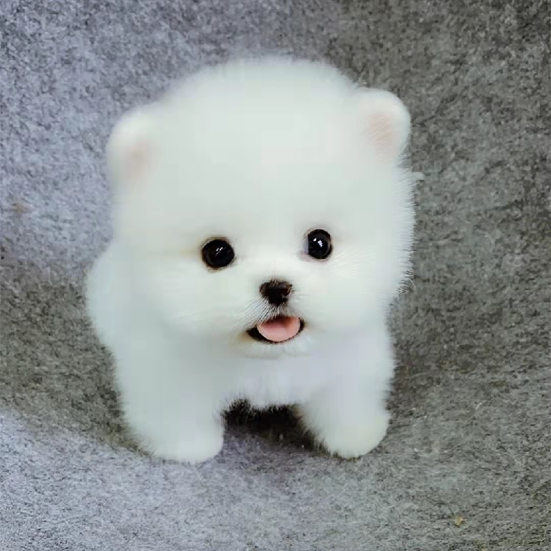 博美犬杯 新人首单立减十元 22年10月 淘宝海外