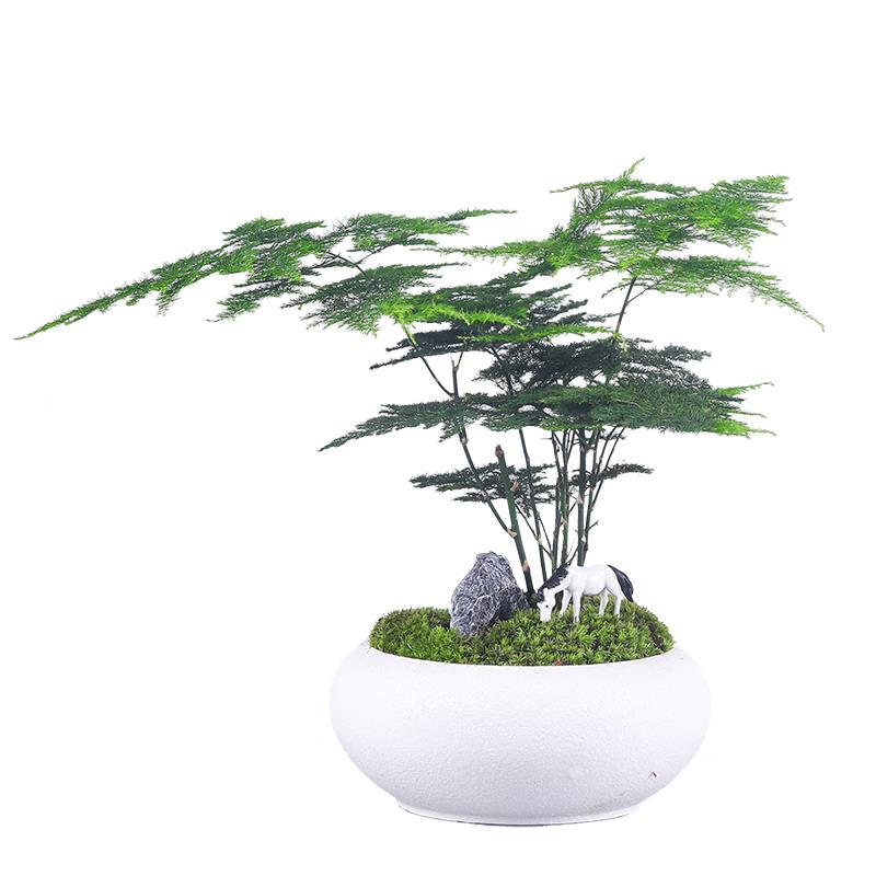 文竹盆青栽植物室内花卉盆办公桌面绿植好养四季常景0fd65468室观