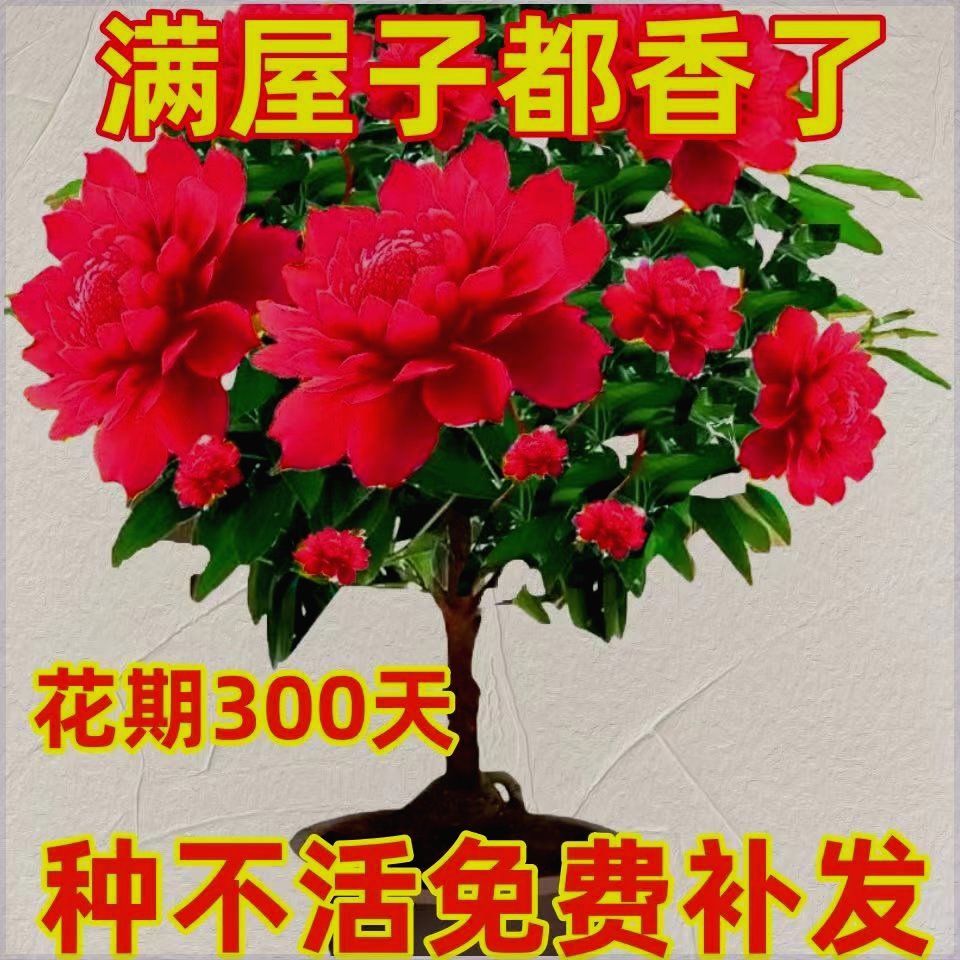 【包成活】千里香花卉大全驱蚊绿植盆栽耐高温室外绿植室内南北养 - 图1