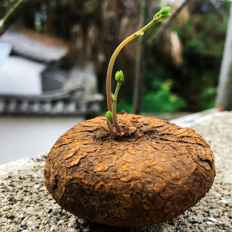 山乌龟植物红藤圆叶金不换绿植爬藤盆景防辐射吸甲醛观叶盆栽多肉-图1