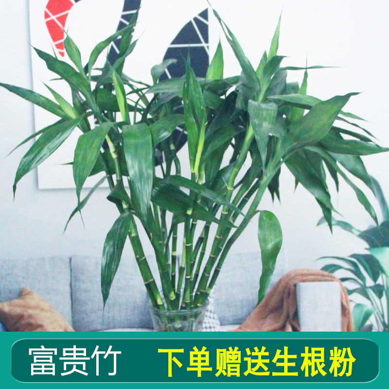 富贵竹水培植物水养带根基地直发转运竹绿植盆栽四季水养插鲜花瓶 - 图0