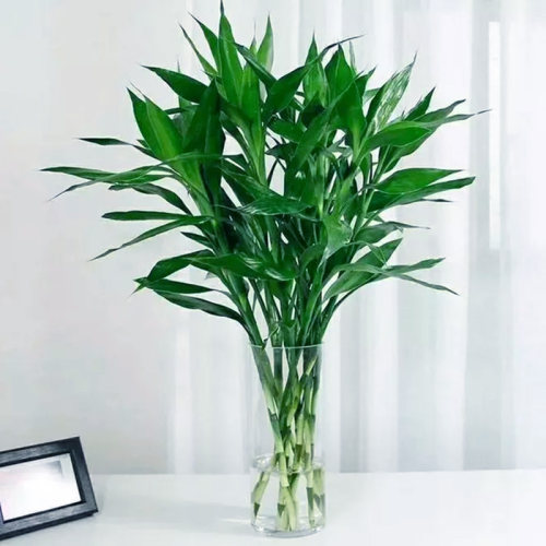 观音竹水培植物带根富贵竹子绿萝发财树绿植室内盆栽客厅好养四季 - 图0