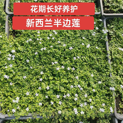 新西兰半边莲花苗盆栽花园庭院绿化地被植物室外开花草坪耐热耐寒 - 图2
