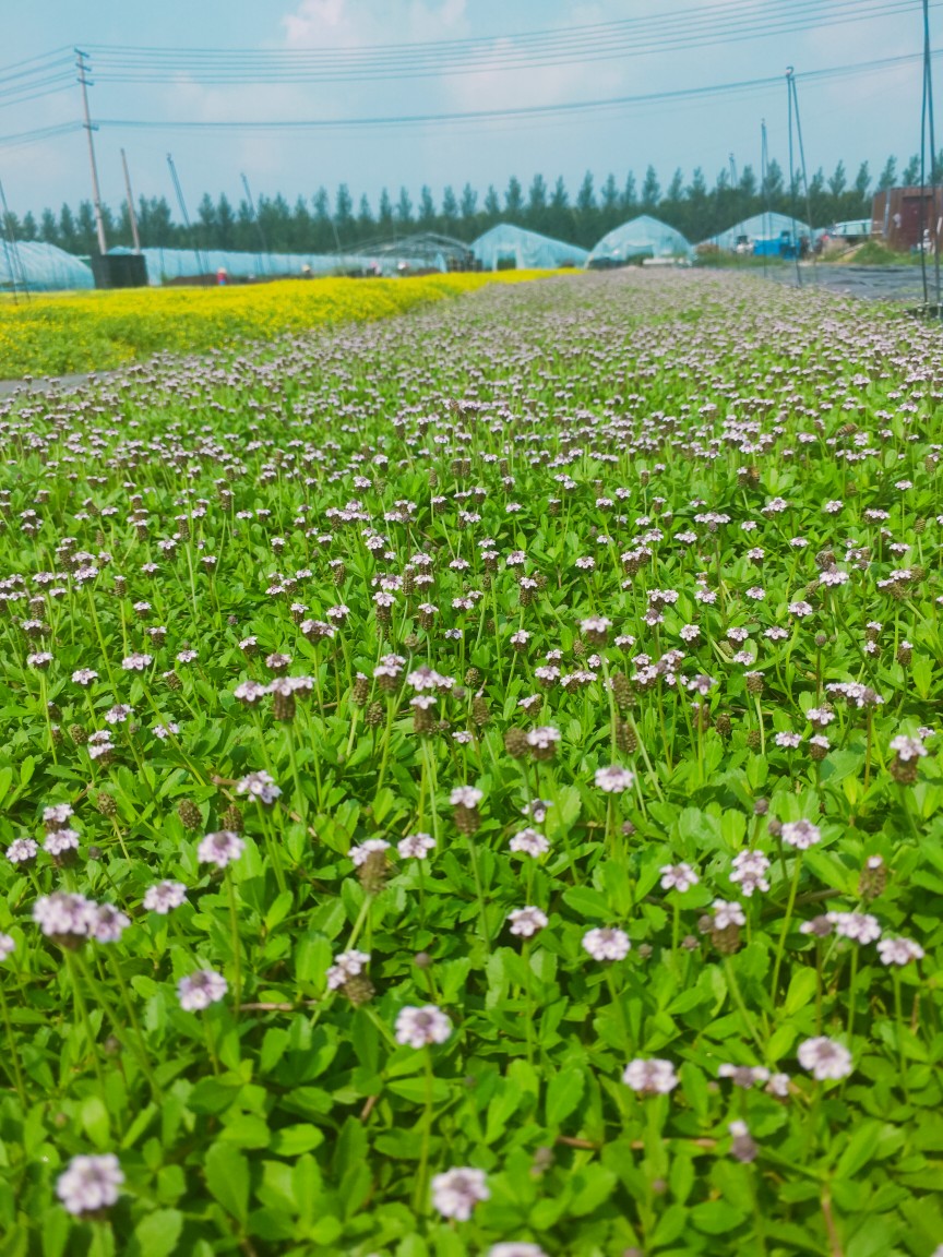 薄雪万年草中华景天黄金佛甲草垂盆草四季常青屋顶绿化苗多肉植物 - 图2