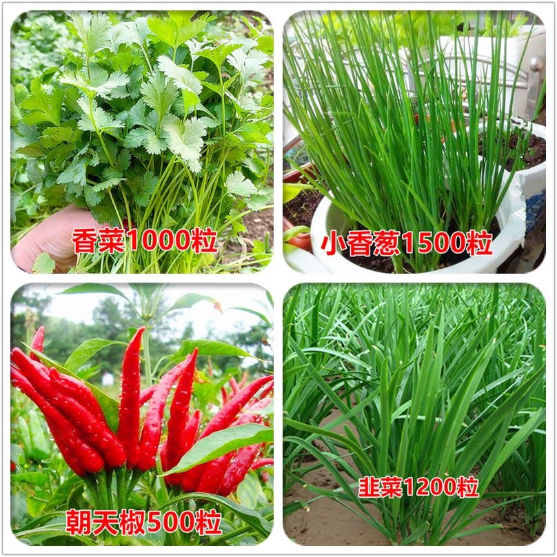 蔬菜种子菜种籽原装四季播原装彩包育种香菜小葱白菜菠菜大全 - 图0