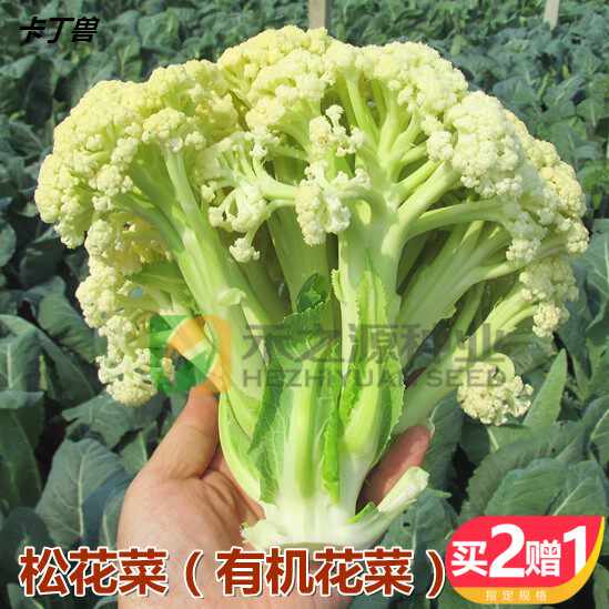 松花菜 新人首单立减十元 21年8月 淘宝海外