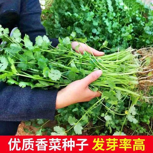 四季香菜种子农田老品种高产籽大小叶香菜芫荽盆栽蔬菜菜园可