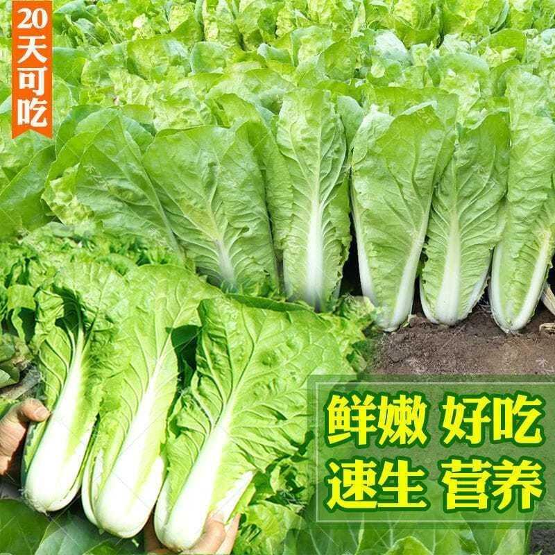 成熟20一送天二四买季速生抗病耐热耐湿小白菜种子快菜种子蔬菜种 - 图3