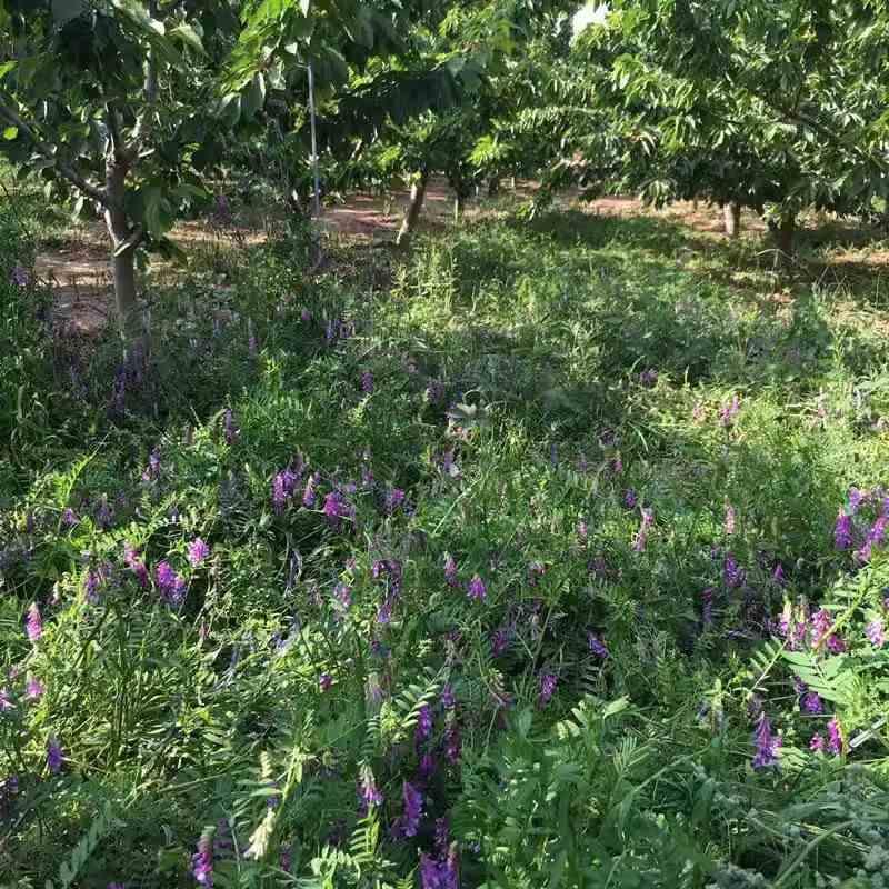 毛苕子光叶紫花苕种舌种子野豌豆果园柔毛种长牧草绿肥籽箭种籽 - 图3