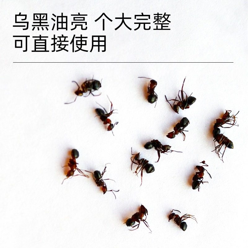 黑蚂蚁中药材正品食用黑蚂蚁干中药泡酒非蚂蚁粉长白山野生黑蚂蚁