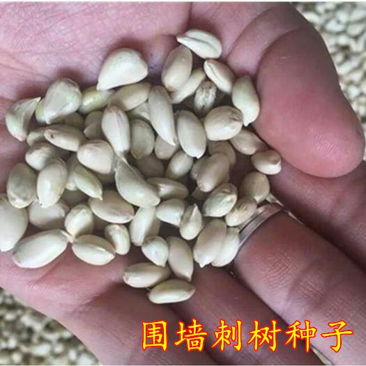 围墙种子铁篱笆种子刺树种子 荆棘种子 带刺树种子 带刺树 鸟不站 - 图0