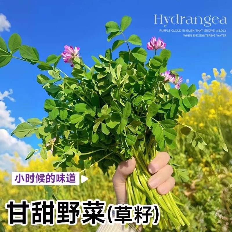 紫云英种子红花草种子食用野菜种籽蜜源固氮果园绿肥四季牧草种子,淘宝优惠券,粉丝福利购,淘宝优惠卷