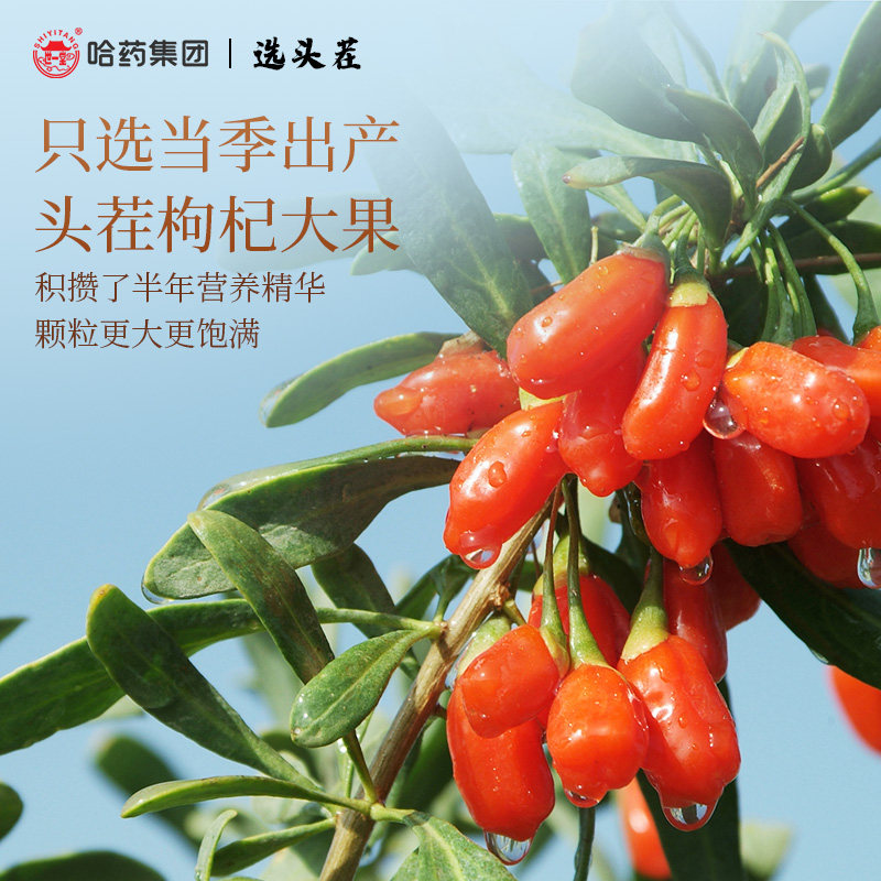 哈药宁夏大颗粒258g非特级枸杞子 世一堂枸杞