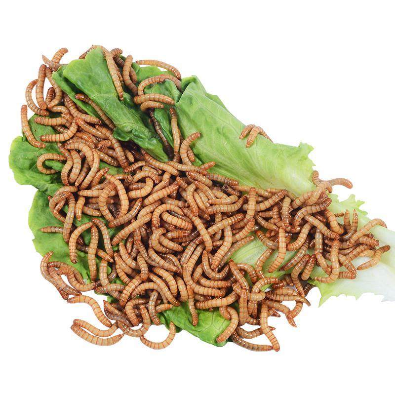 面包虫活体黄粉虫宠物饲料龙鱼蜥蜴龟蛙鸟包邮,淘宝优惠券,粉丝福利购,淘宝优惠卷