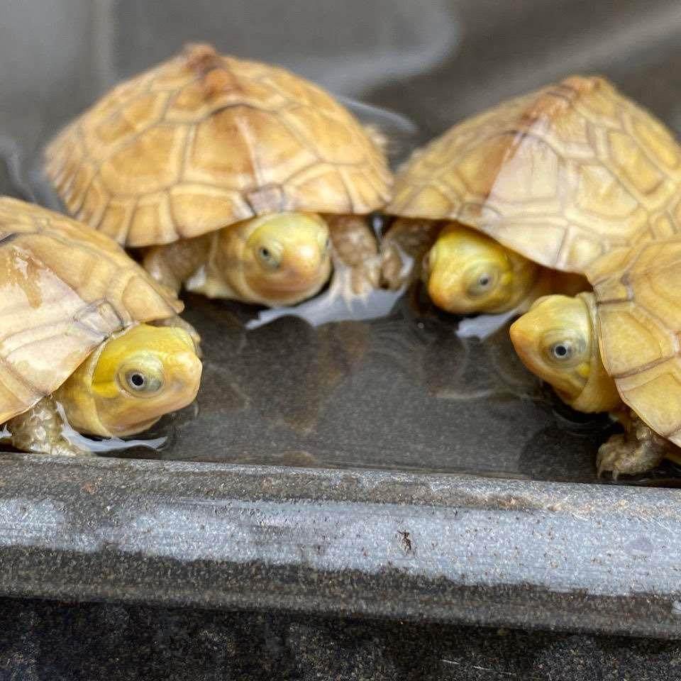 小青皖南龟黄喉拟水乌龟活物南石金钱龟苗观赏纯种活体缘三黄活体,淘宝优惠券,粉丝福利购,淘宝优惠卷