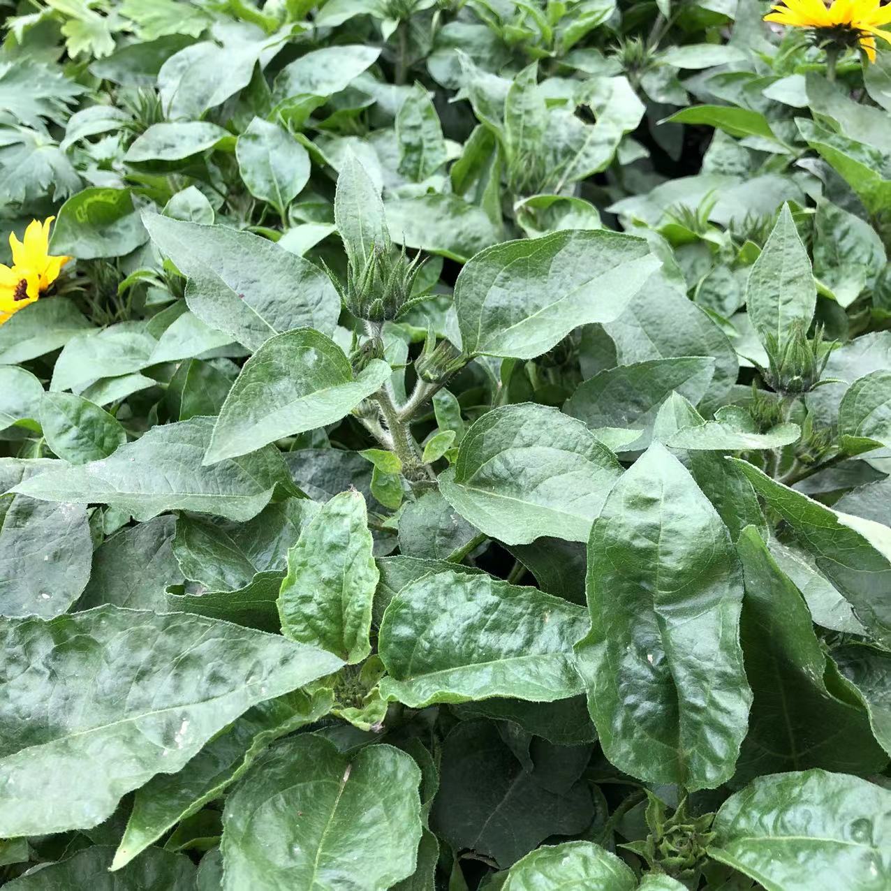 向日葵光辉岁月持续开花阳台庭院花卉植物盆栽苗四季开花花园 - 图3