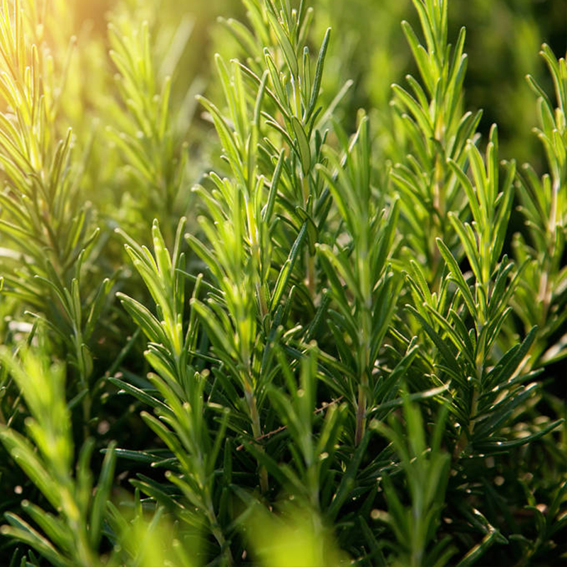 迷迭香种子海洋之露可食用香草种籽多年生四季常青驱蚊盆栽春秋播 - 图2