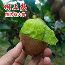Selection of extra-large fruit trees ripe old trees Xu Shanqi Exotic Fruit Green Heart Chic Exotic Fruit sweet and juicy when its a season