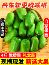 Dandong Soft date kiwi fruits Northeast China now pluccine with kiwi fruit Fresh Fruit Chishiolberry Soft Date Zaozi Round Date Zaozi