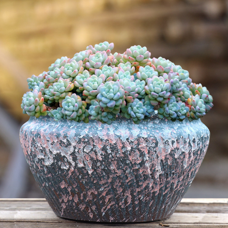 果冻色多肉 新人首单立减十元 21年11月 淘宝海外