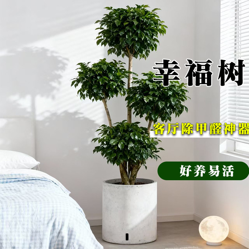 幸福树客厅大盆栽老桩植物高级感室内落地大型绿植盆景好养活专业,淘宝优惠券,粉丝福利购,淘宝优惠卷