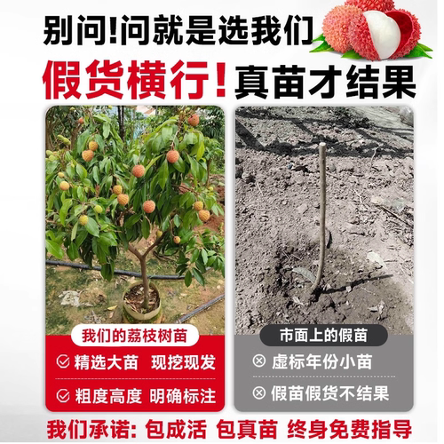 荔枝树苗嫁接果树无核桂味妃子笑特大号南北方庭院盆栽四季水果苗 - 图0