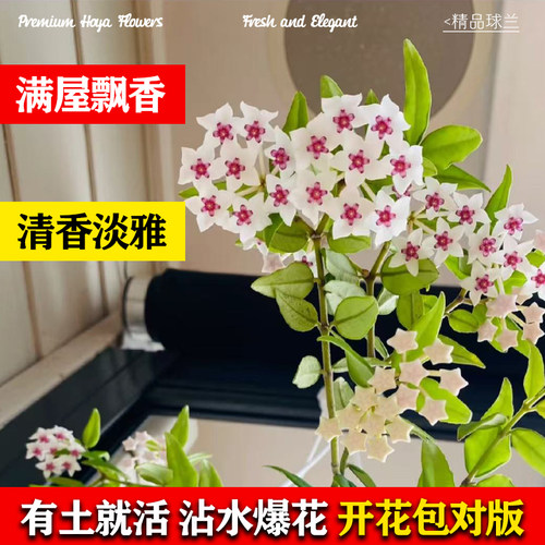 球兰带花大苗羊脂玉球兰花盆栽贝拉卷心叶四季攀援爬藤植物开花卉 - 图1