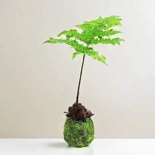 蕨类植物苔藓球红磷蕨绿植花卉净化空气美观休闲 - 图3