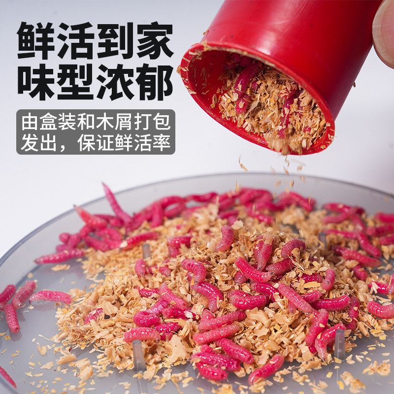 鲜活红蛆虫活饵鱼饵野钓神饵户外野钓饵料溪流河流爆护饵红曲虫,淘宝优惠券,粉丝福利购,淘宝优惠卷