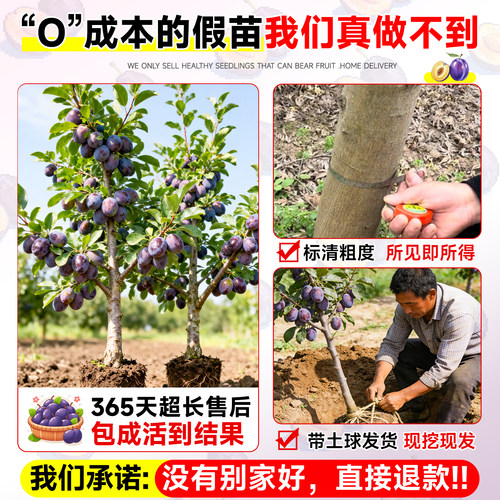 西梅树树苗盆栽果树果苗四季种植耐寒水果南方北方带土球嫁接结果 - 图1