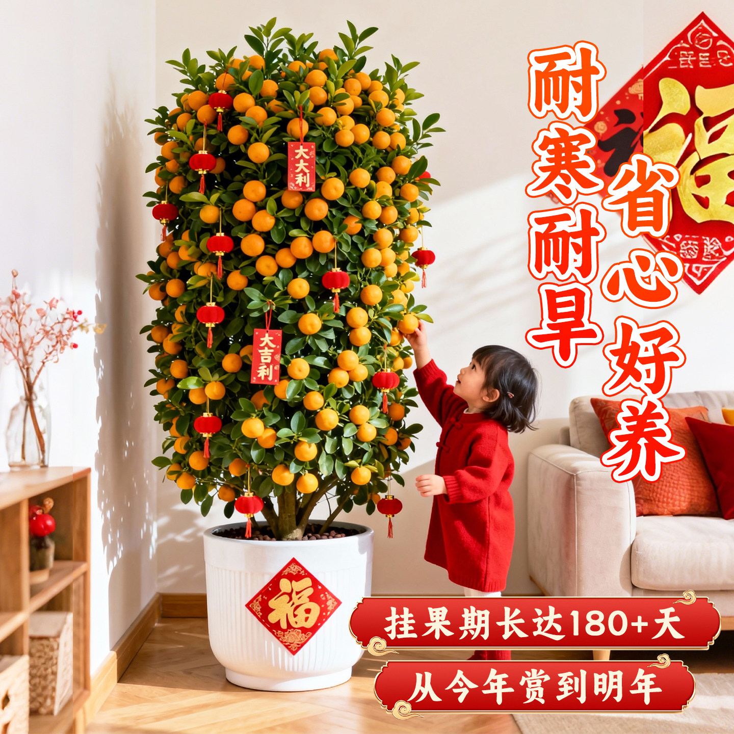 年桔盆栽带果可食用四季金桔树客厅室内新年招财寓意家庭年宵绿植,淘宝优惠券,粉丝福利购,淘宝优惠卷