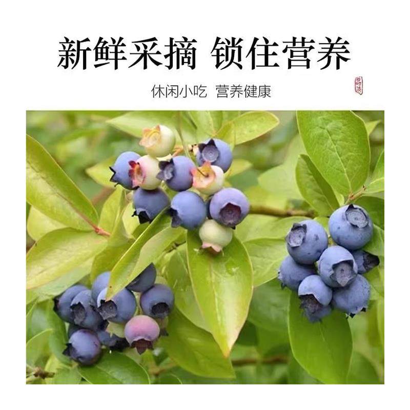 东北大兴安岭野生蓝莓干500g小包装伊春特产蓝莓果干无添加剂新鲜 - 图3