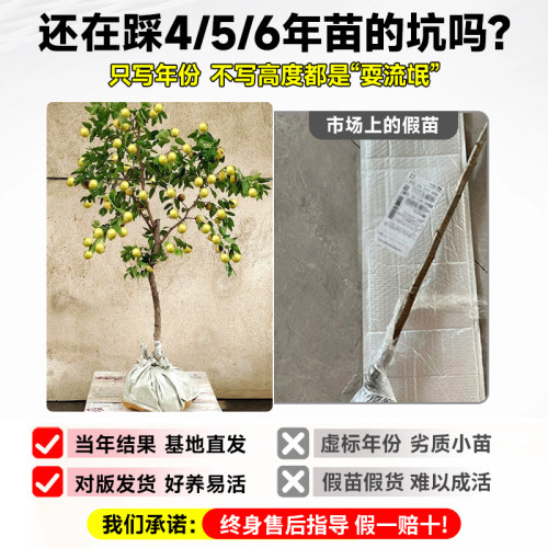 枣树活苗大枣超甜带土球南北方沾化冬枣大树矮化嫁接苗超甜特大号 - 图0