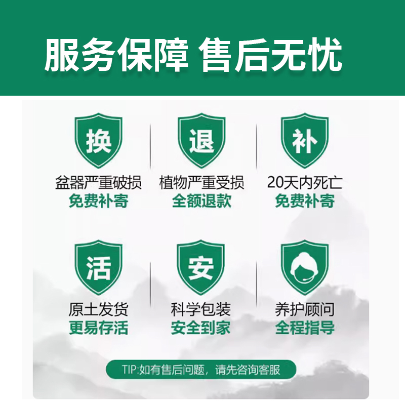 长寿花盆栽重瓣带花苞花苗四季金狐狸大花桌面开花好养活花卉植物 - 图3