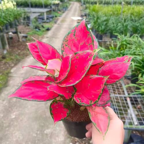 吉利红红颜如意水培植物室内花卉四季好养净化空气室外阳台办公桌 - 图3