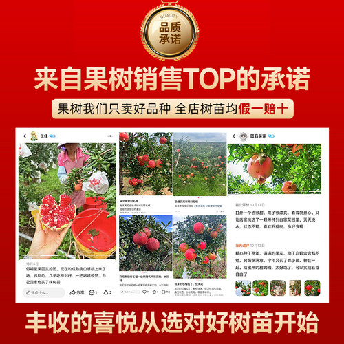 石榴树树苗突尼斯软籽无籽蒙阳红石榴盆栽庭院水果树特大带土果苗 - 图3