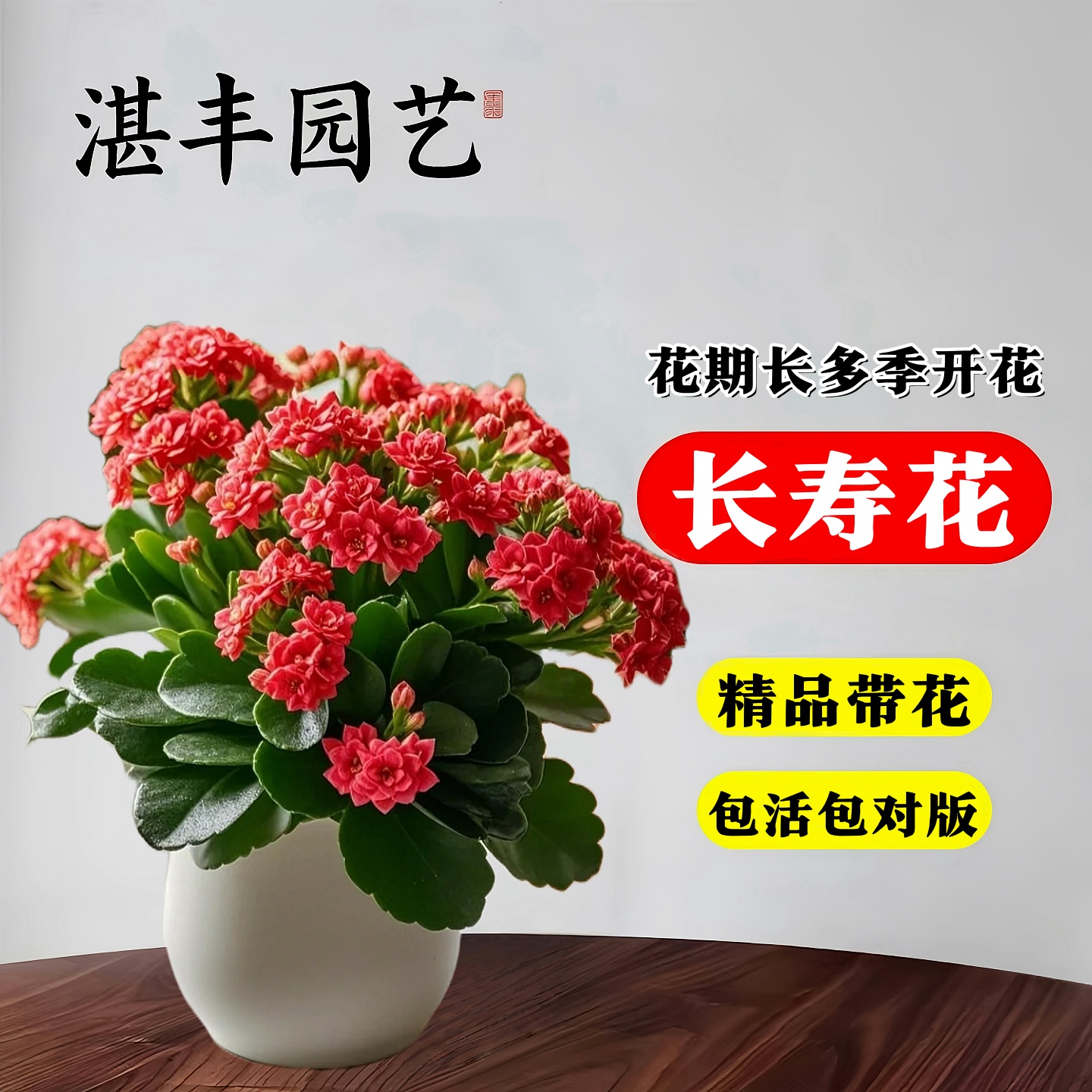 长寿花盆栽重瓣大花花苗带花苞四季金狐狸桌面开花好养活花卉植物 - 图0