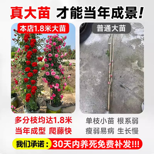 1米8大苗蔷薇花苗藤本月季特大花爬藤植物阳台庭院四季耐寒红木香 - 图1