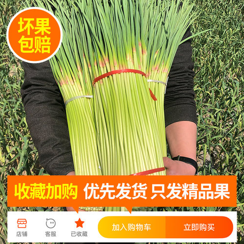 新货每天现拔河南新鲜翡翠蒜苔应当季蔬菜红帽蒜苔薹蒜青蒜苗 - 图0