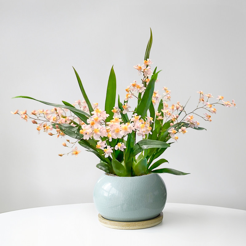 香水文心兰梦香兰盆栽浓香型耐寒带花苞植物年宵花桌面好养兰花卉,淘宝优惠券,粉丝福利购,淘宝优惠卷