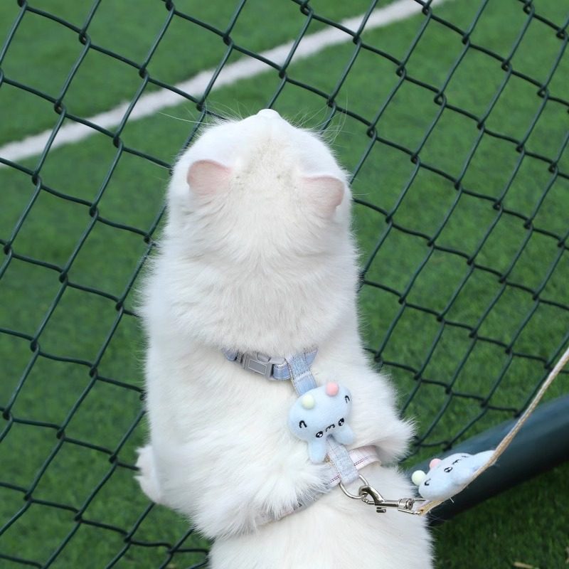 宠物牵引绳可爱兔猫咪牵引绳遛猫绳防挣脱可调节胸背兔子出行,淘宝优惠券,粉丝福利购,淘宝优惠卷